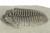 Massive, Flexicalymene Trilobite - Richwood, Kentucky #257538-1